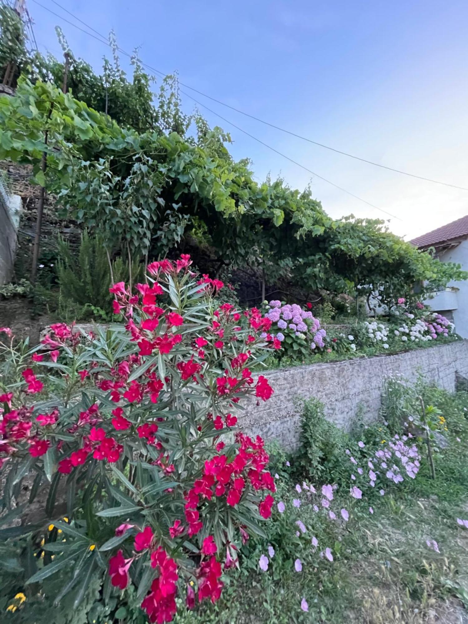Gjirokastër Elsa'S Villa מראה חיצוני תמונה